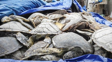  Hoãn phiên tòa xét xử phúc thẩm đối tượng buôn bán hơn 10 tấn rùa biển