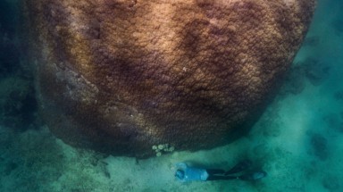  Cụm san hô khổng lồ sống hơn 400 năm