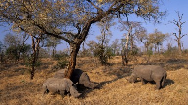  Hàng trăm tê giác được cứu khỏi bọn săn trộm nhờ các biện pháp phong tỏa