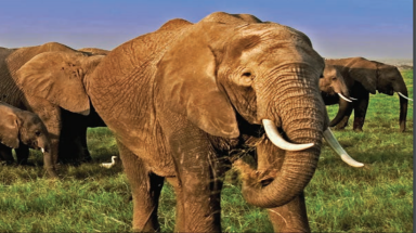  CITES, WWF và TRAFFIC công bố Hướng dẫn mới về nhận dạng ngà voi và các sản phẩm thay thế ngà