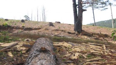 Gia Lai: Hàng trăm cây thông bị chặt hạ để lấy đất sản xuất 