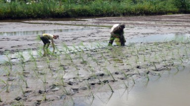  Bạc Liêu mở rộng diện tích trồng lúa trên đất nuôi tôm