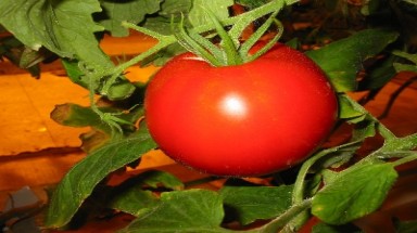 Khỏe đẹp nhờ ăn cà chua