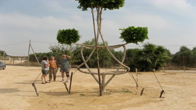 Độc đáo nghệ thuật tạo hình cho cây