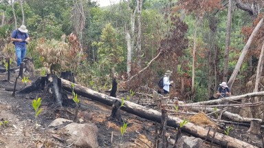  Phú Yên khởi tố vụ án hình sự hủy hoại rừng làm rẫy
