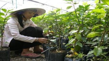  Đắk Lắk: Giống cây trồng kém chất lượng bày bán tràn lan