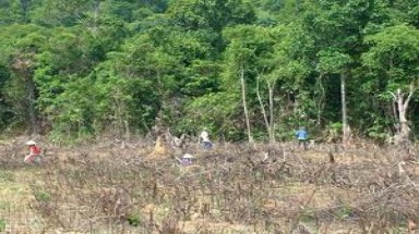   Bình Định: mất cân đối trong việc trồng rừng !