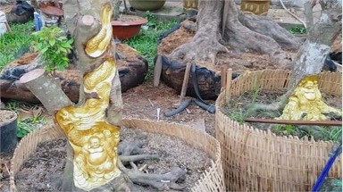  Tượng Phật Di Lặc hiện hình trên cây khế già