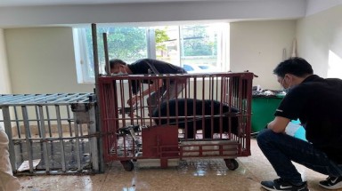  Tổ chức Động vật Châu Á cứu hộ thành công cá thể gấu ngựa con tại Điện Biên