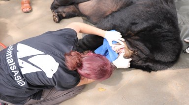  Cứu hộ thành công một cá thể gấu ngựa tại thành phố Lào Cai