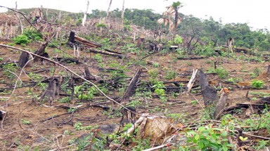  Chặt trụi rừng tái sinh ở A Lưới