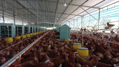  Vĩnh Thành Đạt ra mắt thương hiệu trứng gà chăn nuôi đạt chuẩn nhân đạo đầu tiên tại Việt Nam 