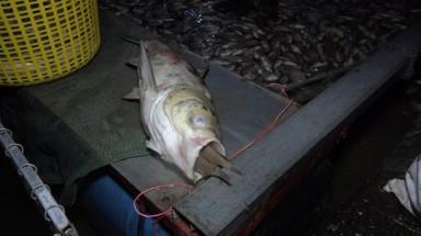   Hàng tấn cá lại chết trắng trên hồ Tây