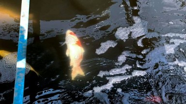  Chuyên gia thủy sản nói gì về việc cá Koi chết ở sông Tô Lịch?