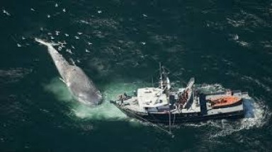  Ủy ban đánh bắt cá voi quốc tế phủ quyết đề xuất của Nhật Bản 