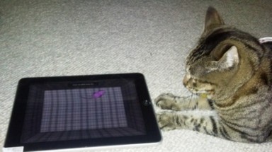  iPad dành cho...mèo