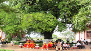  Bình Định:Cây me 200 năm tuổi được công nhận Cây Di sản