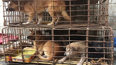  ACPA hỗ trợ nhân đạo trong quá trình xử lý đàn chó được tạm giữ ở Thanh Hoá