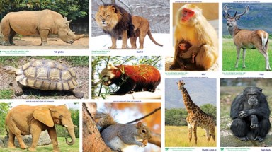  Hai phần ba các quần thể động vật hoang dã đã giảm từ năm 1970