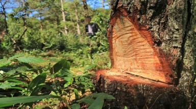  Điều tra vụ “đầu độc” rừng thông dưới chân núi Langbiang