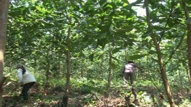 Thành viên đầu tiên của Việt Nam nhận chứng chỉ rừng FSC