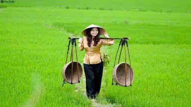  Hậu Giang hợp tác với Hàn Quốc thí nghiệm các chế phẩm sinh học trên lúa 