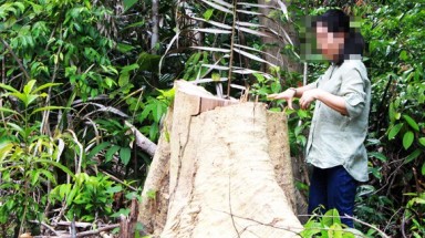  Kiểm tra, xử lý thông tin về phá rừng tại tỉnh Phú Yên