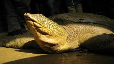  Lập khu bảo tồn loài và sinh cảnh mới cho rùa Hoàn Kiếm