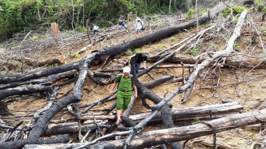  Ngăn chặn tình trạng phá rừng tự nhiên để trồng rừng 