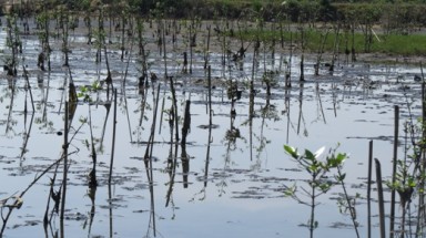  Ứng phó biến đổi khí hậu: Quảng Trị phát triển rừng ngập mặn