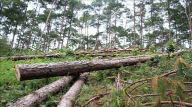 Rừng thông 30 năm tuổi ở Lâm Đồng bị triệt hạ