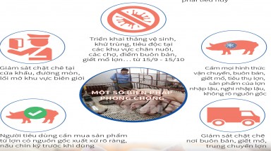  Đồ hoạ:Dịch bệnh tả lợn châu Phi không có khả năng lây truyền sang người