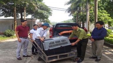  Vườn Quốc gia Cát Bà chuyển giao 2 cá thể khỉ cho Trung tâm cứu hộ động vật hoang dã Hà Nội