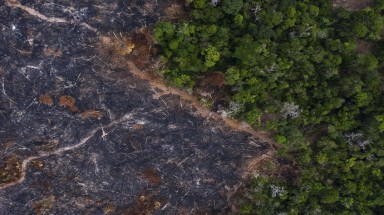  Dịch bệnh và sự “báo thù” của rừng