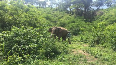  Bảo tồn voi nhìn từ một câu chuyện sinh nở không thành 