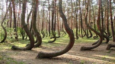  Khu rừng quanh co bí ẩn  ở Ba Lan