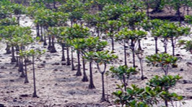  Bình Định đầu tư trồng rừng ngập mặn 