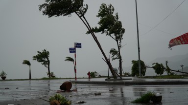   Bình Định: Nhiều cây xanh, bảng hiệu bị ngã đổ do bão số 9