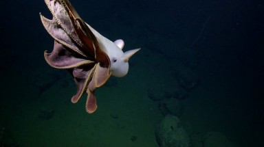  Phát hiện “bạch tuộc ma” ở độ sâu hơn 3.000 m dưới đại dương