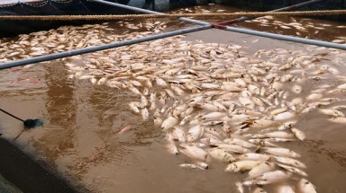  Thái Bình: Gần 80 tấn cá lồng sắp thu hoạch chết trắng trên sông Hồng