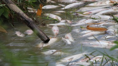  Quảng Ngãi: Cá chết hàng loạt, gà vịt ăn cá cũng... chết theo