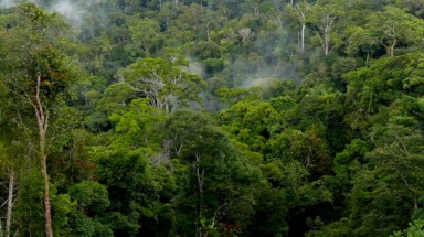  Biến đổi khí hậu: Đa dạng hóa cây rừng tăng hấp thụ CO2