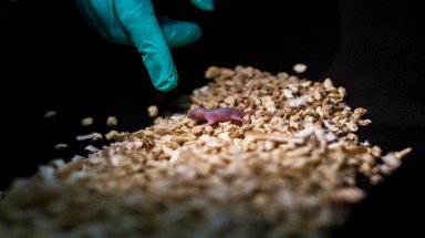  Các nhà khoa học Trung Quốc tạo ra chuột con từ hai chuột cái