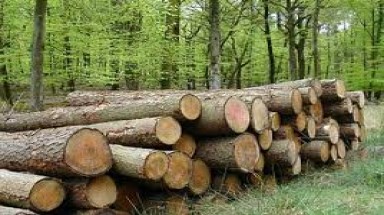  Quy định mới về điều kiện khai thác gỗ rừng tự nhiên    