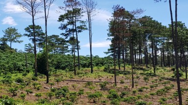  Lâm Đồng phát hiện một doanh nghiệp chuyển đổi trái phép hàng chục hecta đất rừng