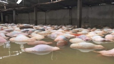  Đau đầu tìm cách tiêu hủy gần 6.000 con lợn chết trong lũ