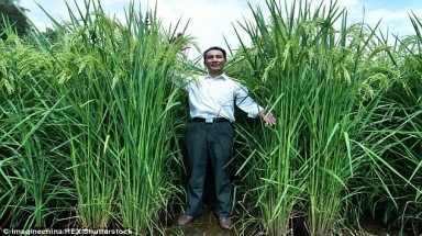  Gieo trồng thành công lúa khổng lồ, cao 2,2 mét