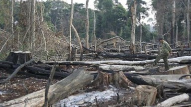  Đồng Nai: Nhiều vi phạm trong quản lý, bảo vệ và khai khác rừng 