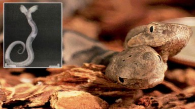  Phát hiện rắn độc hai đầu cực hiếm tại Mỹ
