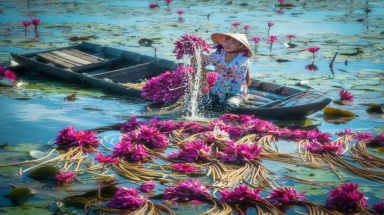  Thu hoạch hoa súng trong mùa nước lũ Tây Nam bộ đẹp nên thơ qua ống kính nhiếp ảnh gia Việt